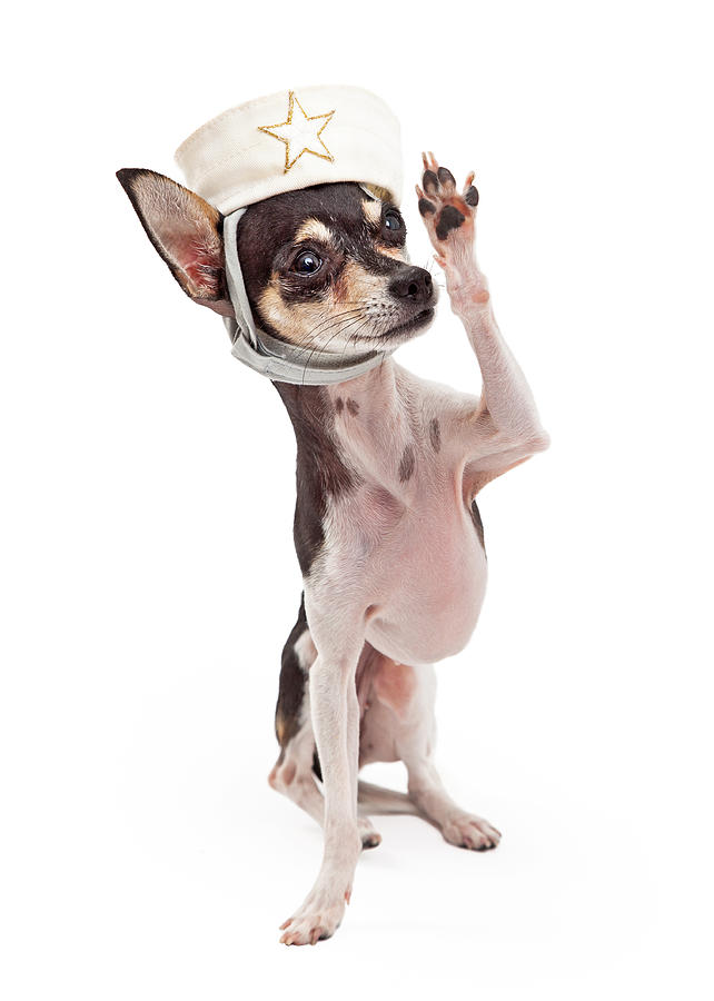Animal Photograph - Chihuahua Sailor Dog Saluting by Good Focused