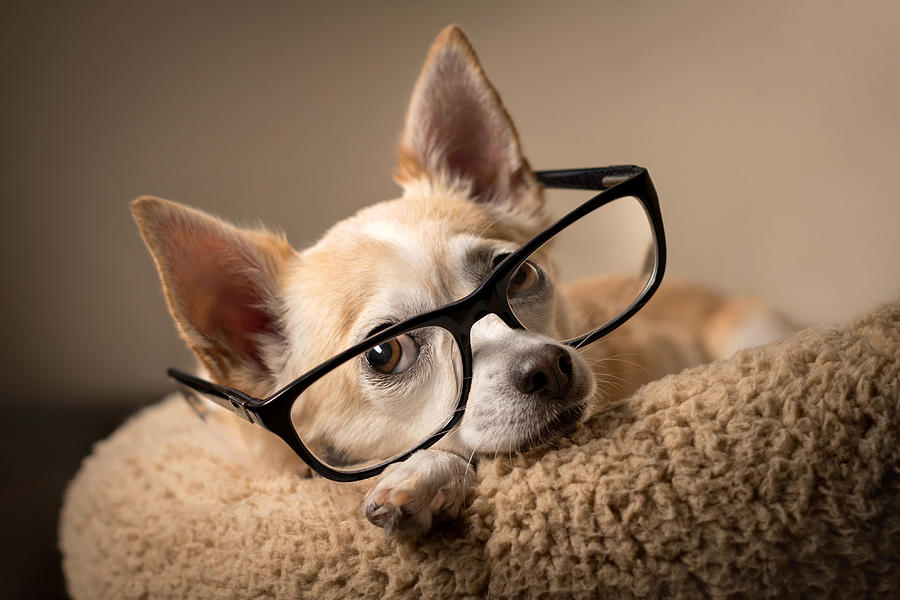 Chihuahua wearing reading glasses Photograph by Hillary Kladke