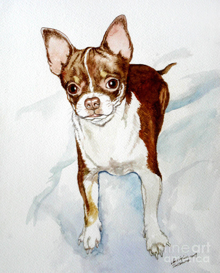 Chihuahua white chocolate color. Painting by Christopher Shellhammer