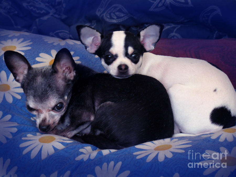 Chihuahua Young and Old in Campanionship Photograph by Christopher Shellhammer