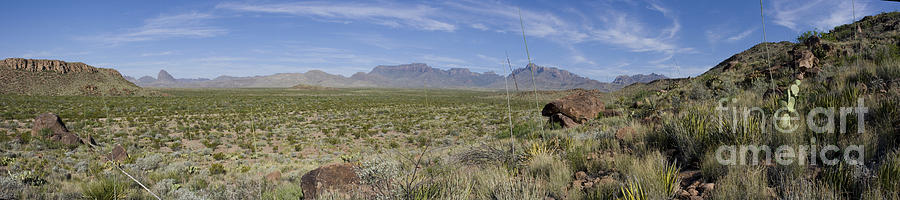 Chihuahuan Desert, Big Bend National Photograph by Greg Dimijian