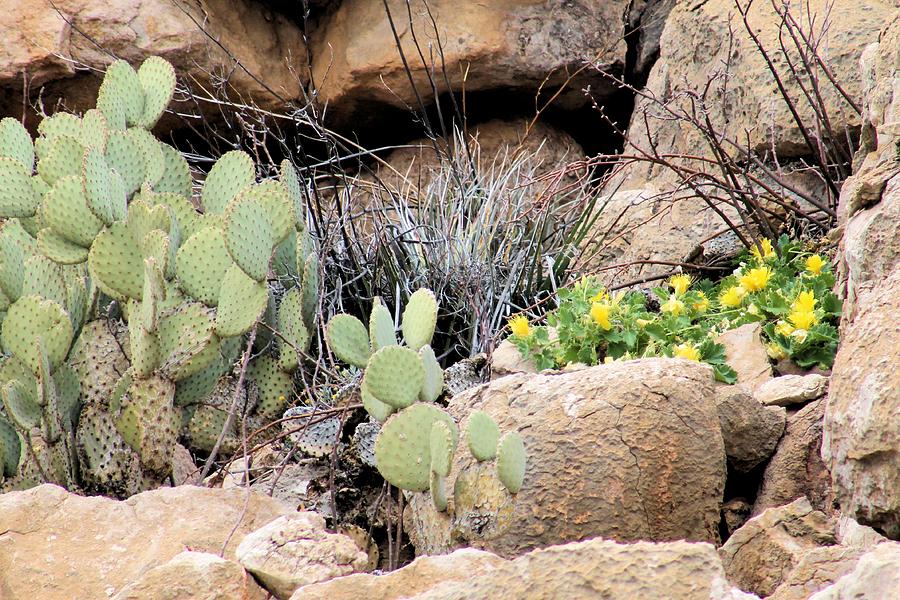 Chihuahuan  Desert Cacti Photograph by Gayle Berry
