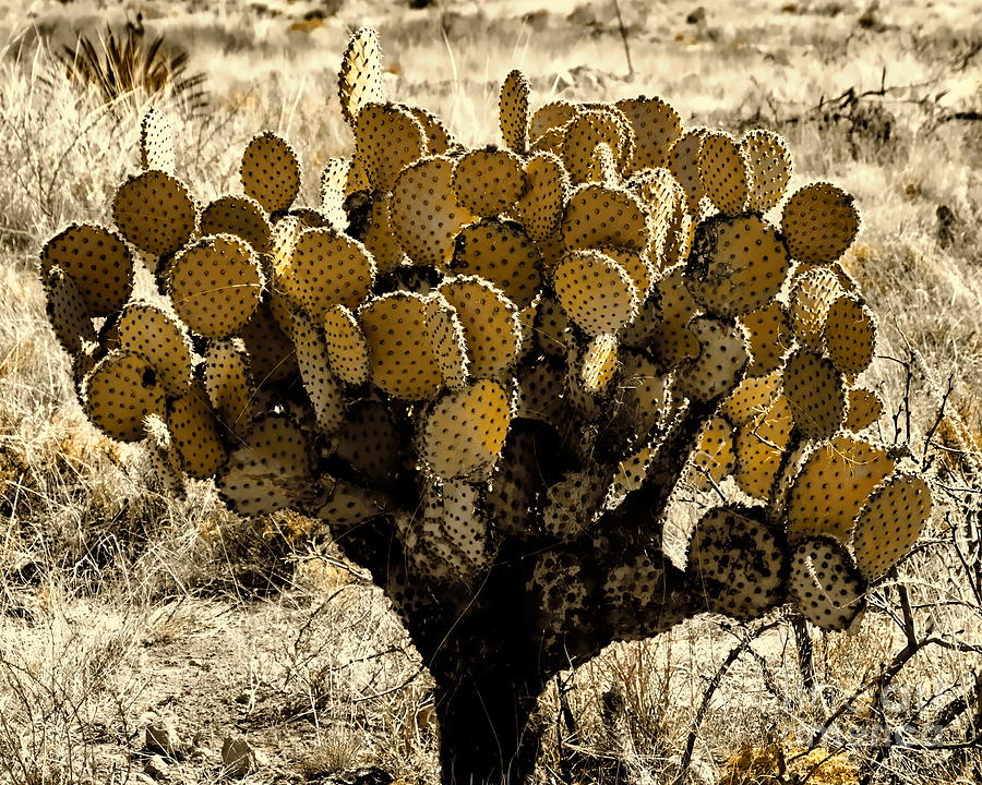 Chihuahuan Desert Cactus 2 Digital Art by Tim Richards