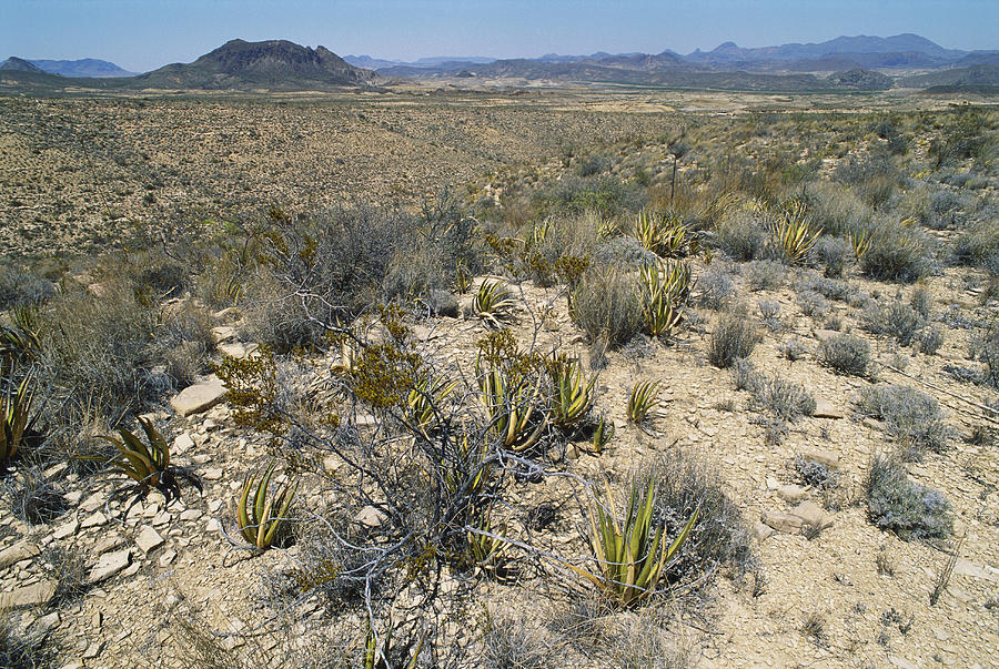 Chihuahuan Desert, Texas Photograph by Gary Retherford