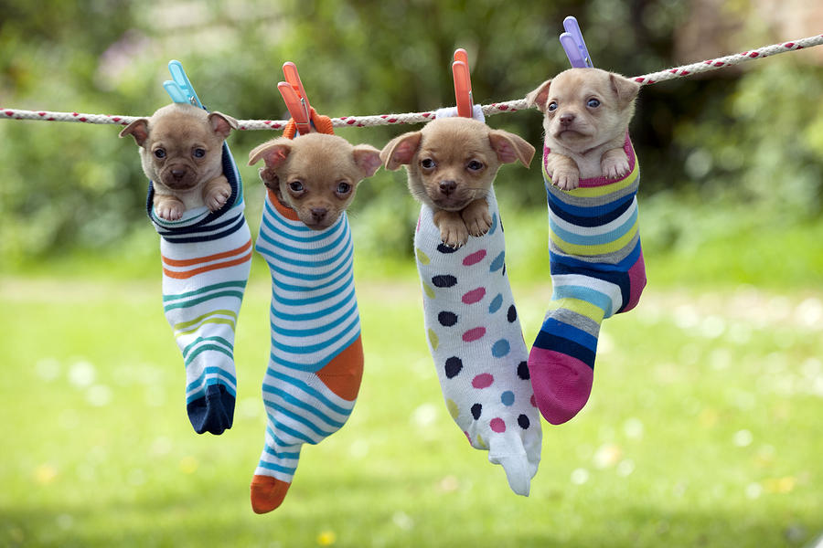 Chihuahuas In Socks Photograph by John Daniels