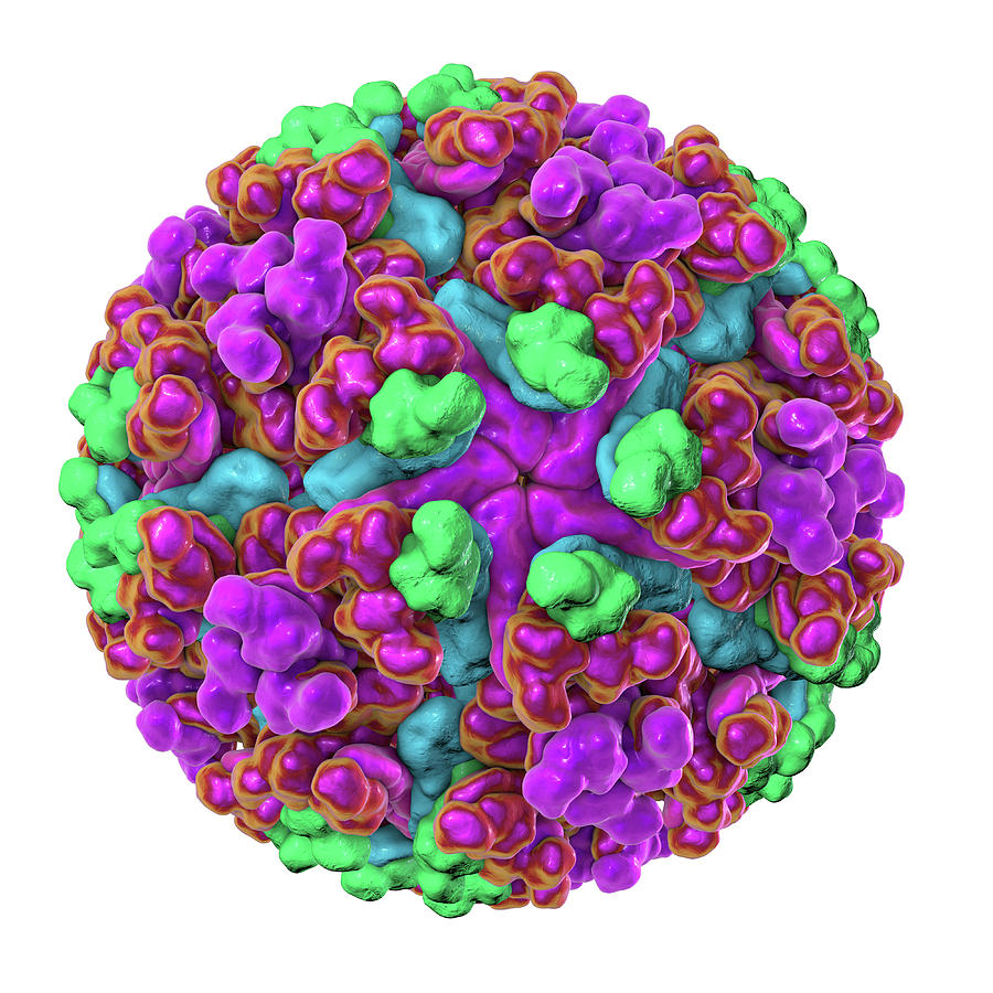 Illustration Photograph - Chikungunya Virus by Kateryna Kon/science Photo Library