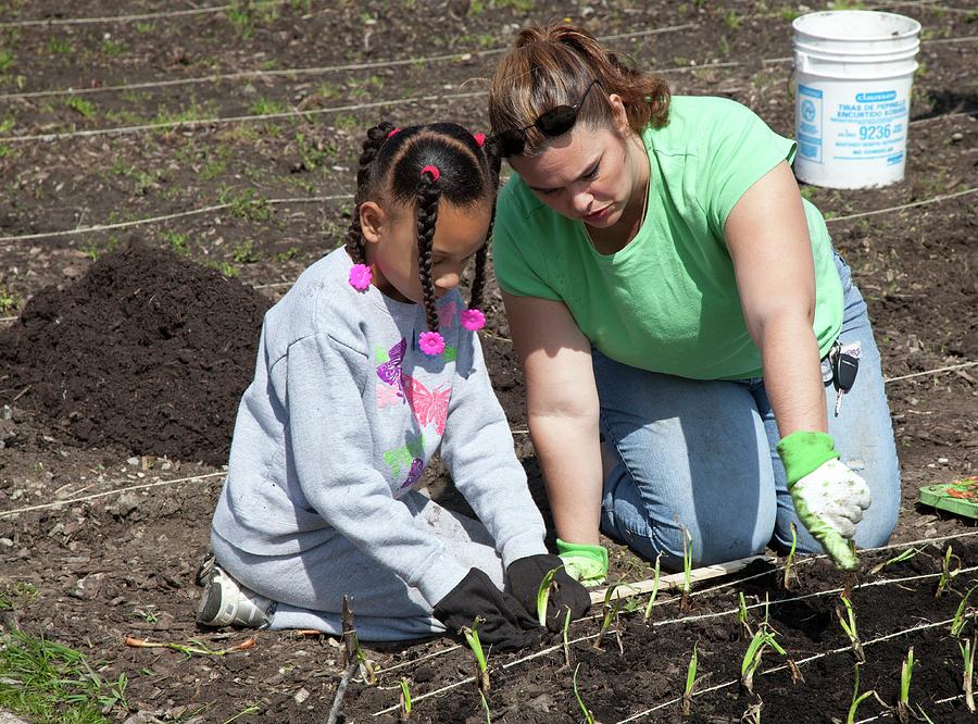 Child And Adult Planting Onions Photograph by Jim West