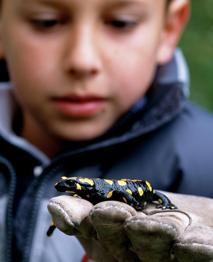 Child Holding Salamander Photograph by Mauro Fermariello/science Photo Library