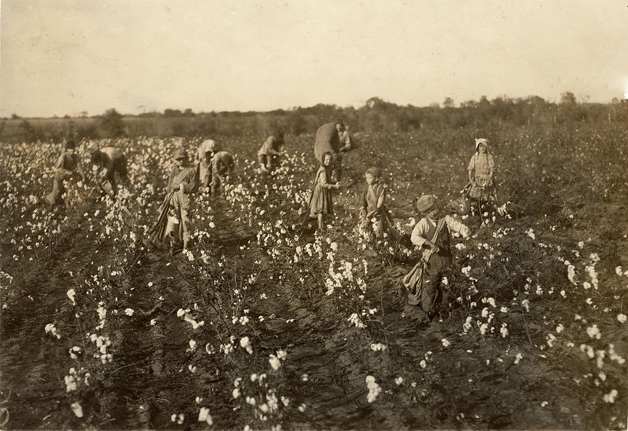 Child Labor Cotton, 1913 Photograph by Granger - Fine Art America