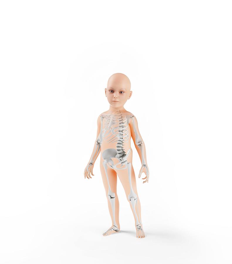 Child Skeleton Photograph by Andrzej Wojcicki/science Photo Library