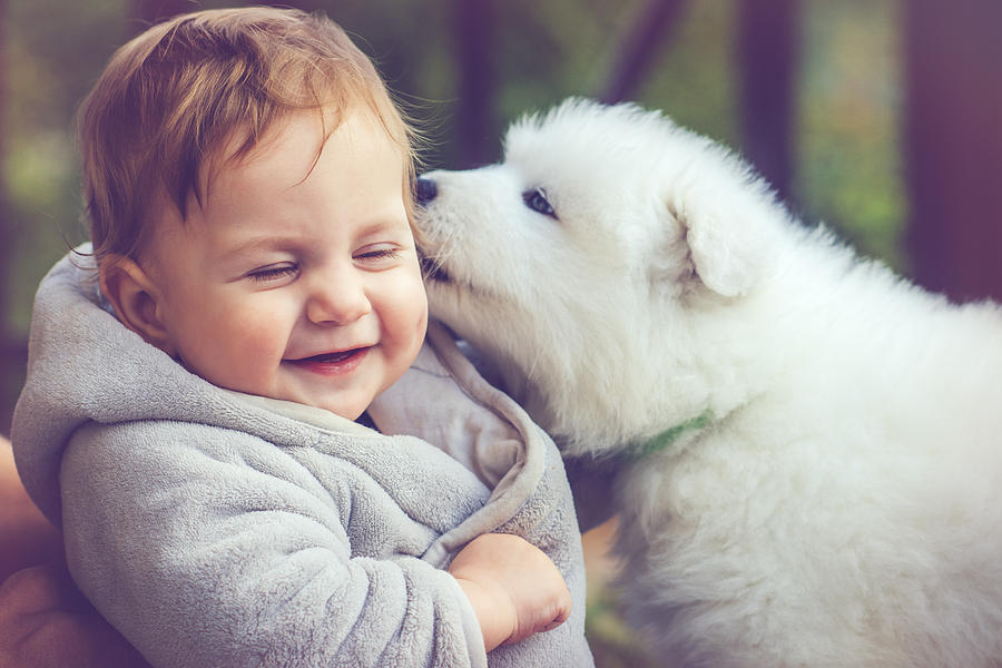 Child with samoyed puppy Photograph by ArtMarie