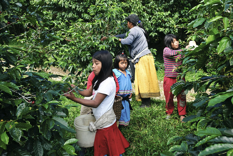 Children harvesting coffee Photograph by Joel Carillet