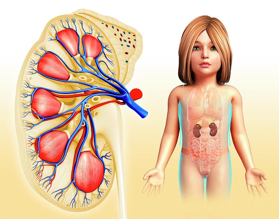 Childs Kidney Anatomy Photograph by Pixologicstudio/science Photo Library