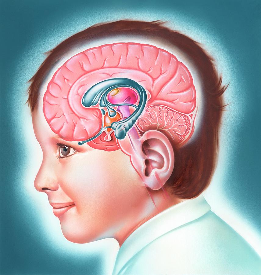 Гипоталамус таламус гиппокамп. Гиппокамп существо. Здоровая голова. Real photos of Brain Limbic System.