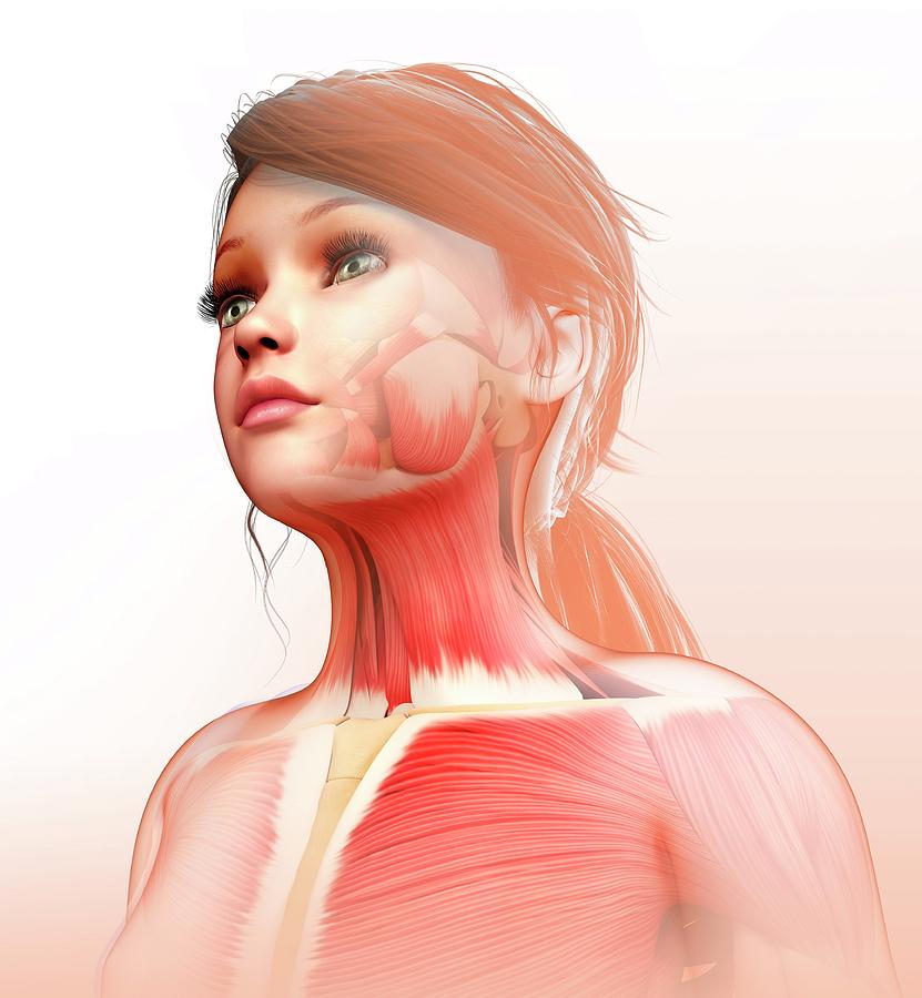 Child's Neck And Chest Muscles by Pixologicstudio/science Photo