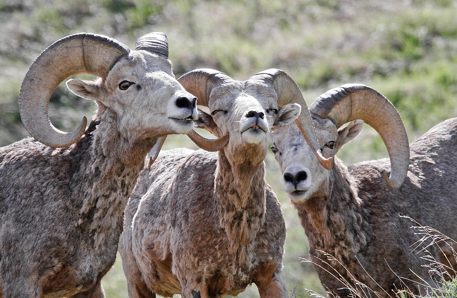 Child's Play Ram Style Photograph by Athena Mckinzie - Fine Art America