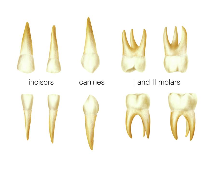 Child's Teeth Photograph by Asklepios Medical Atlas - Fine Art America