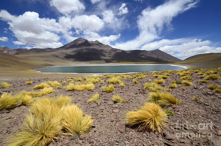 Chile Atacama Desert Miscanti Miniques 1 Photograph by Bob Christopher