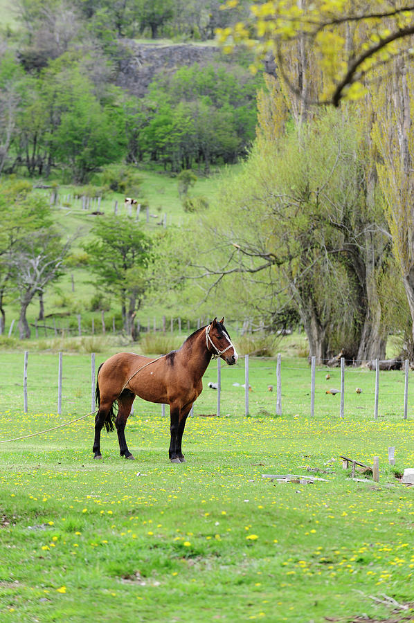 Horse Photograph - Chile, Aysen, Cerro Castillo by Fredrik Norrsell