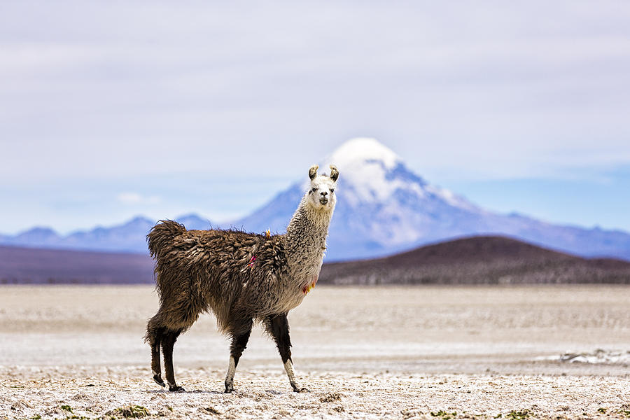 Chile, Lama, Lama glama, standing in the Atacama Desert Photograph by Westend61
