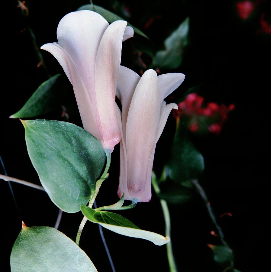 Chilean Bellflower Photograph by Science Photo Library