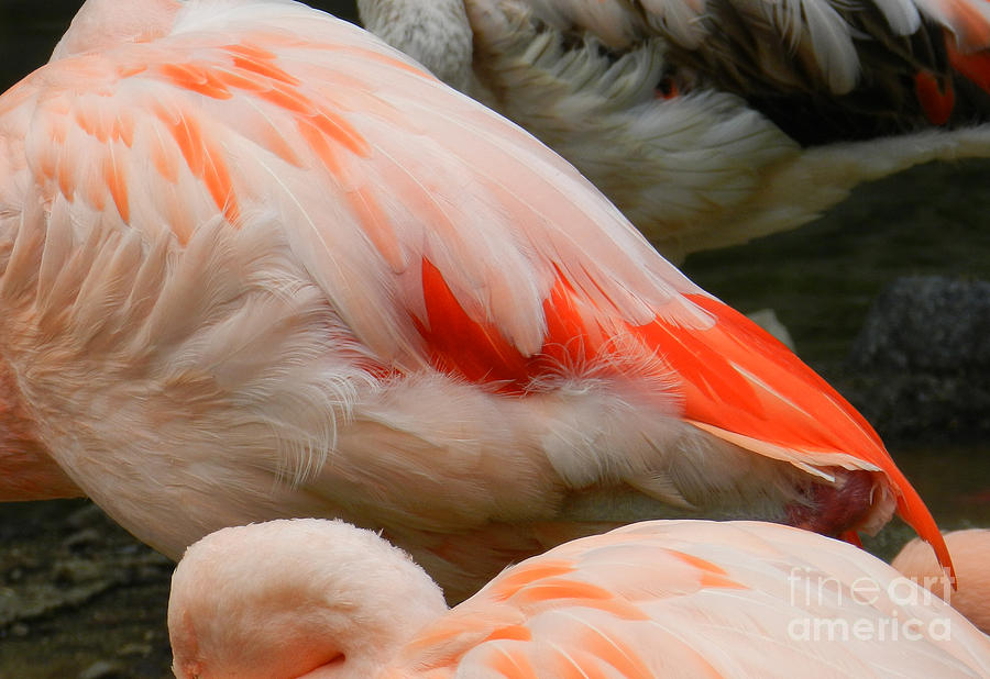 Flamingo Photograph - Chilean Flamingo 4 by Katelyn Robbins