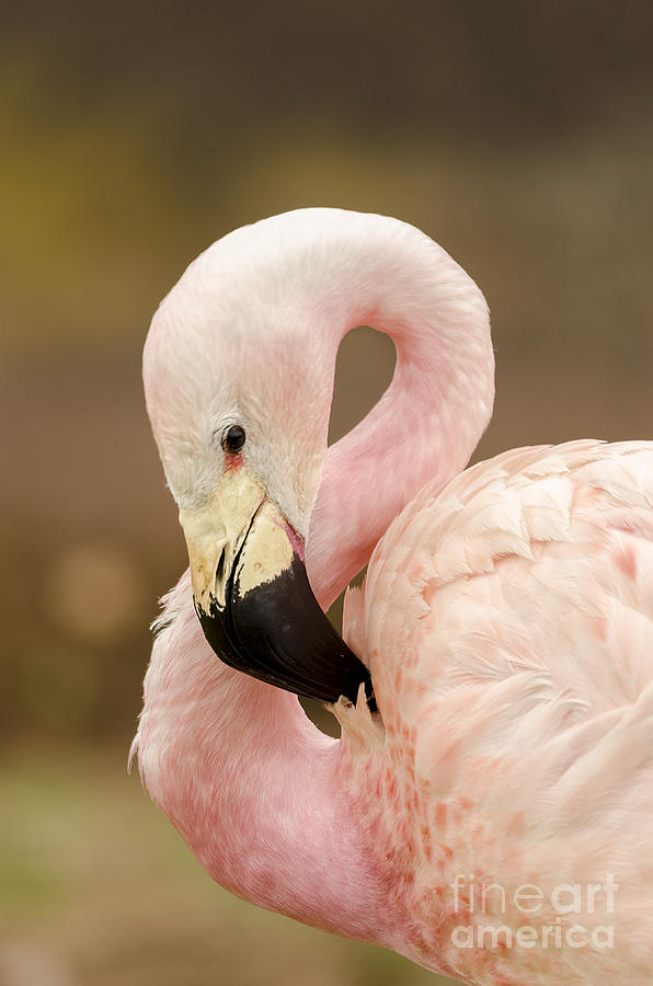 Chilean Flamingo Photograph