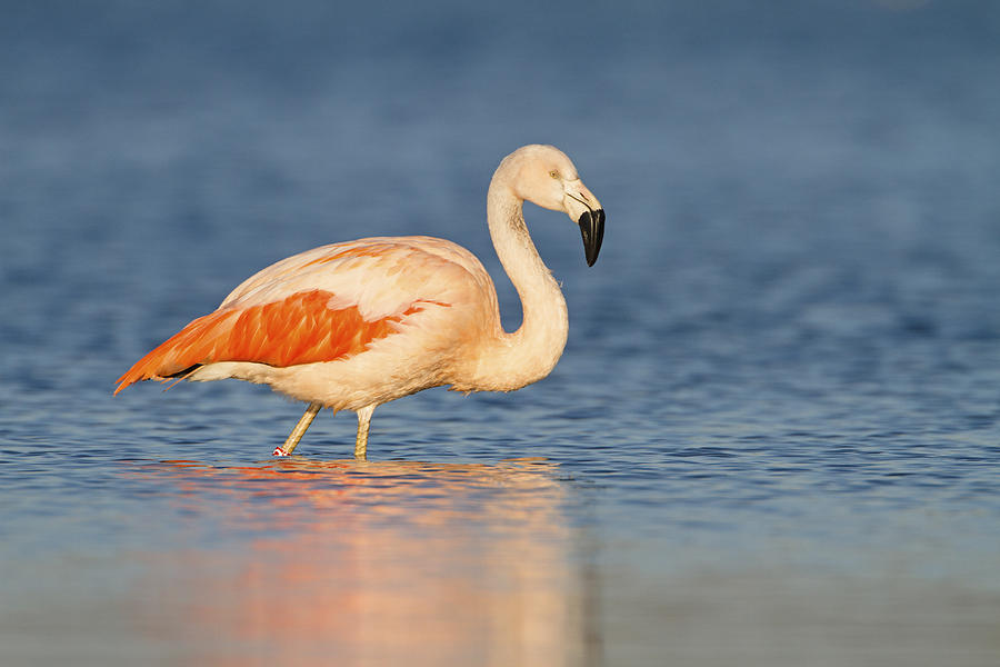 Animal Photograph - Chilean Flamingo by Ronald Kamphius