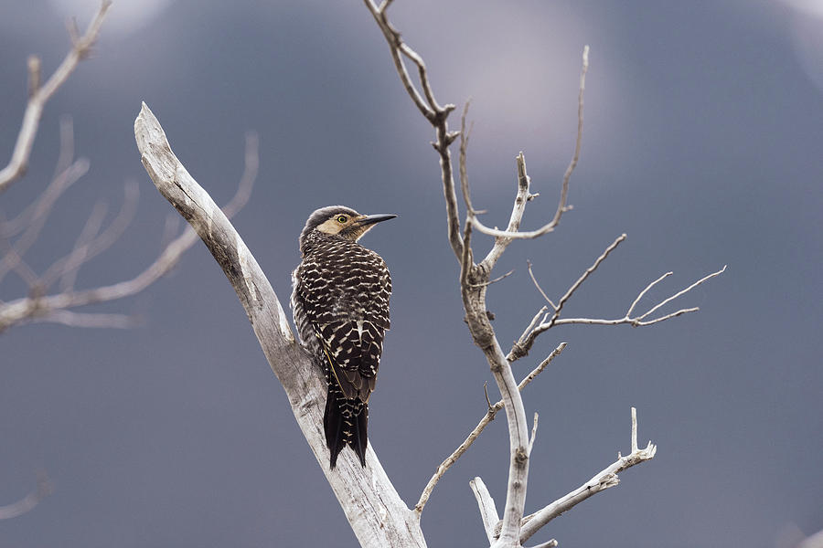 Spring Photograph - Chilean Flicker by Dr P. Marazzi/science Photo Library