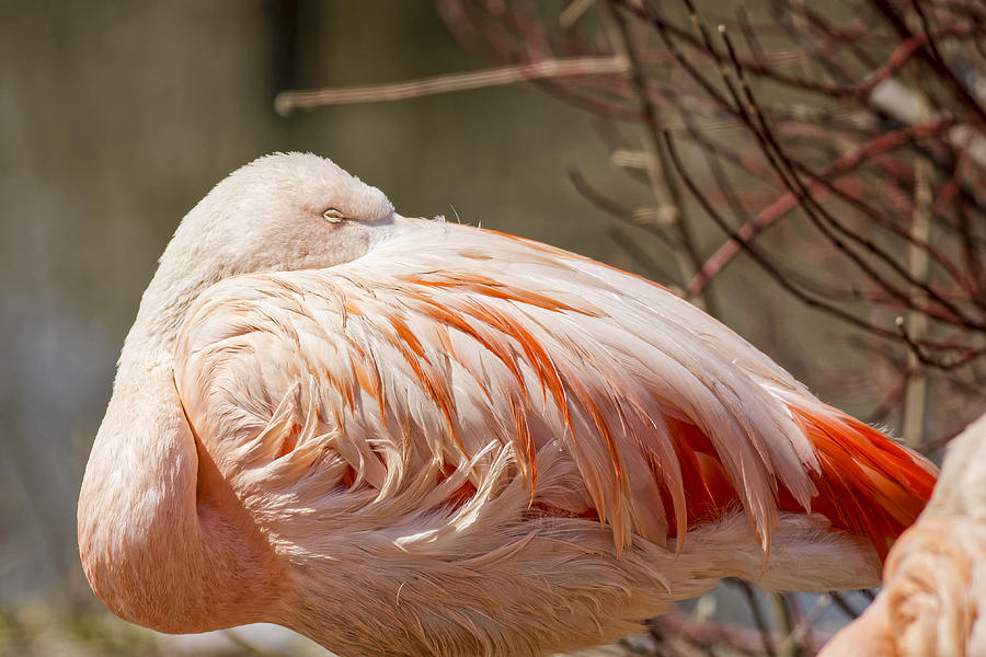 Chilean Pink Flamingo Photograph by Peter Lakomy