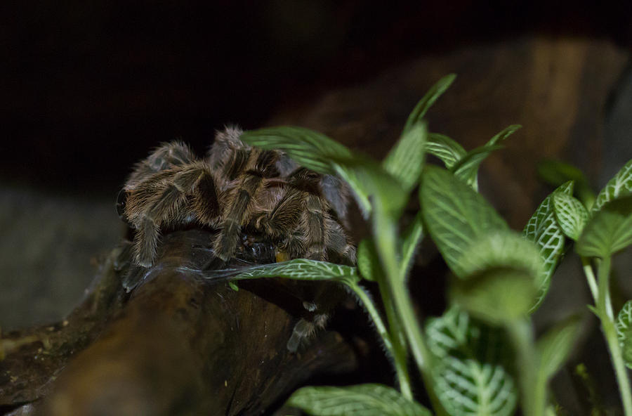 Chilean rose tarantula Photograph by Eti Reid