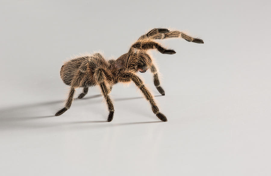 Chilean Rose Tarantula Photograph by Images from BarbAnna