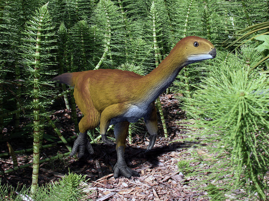 Chilesaurus Is An Extinct Theropod Photograph