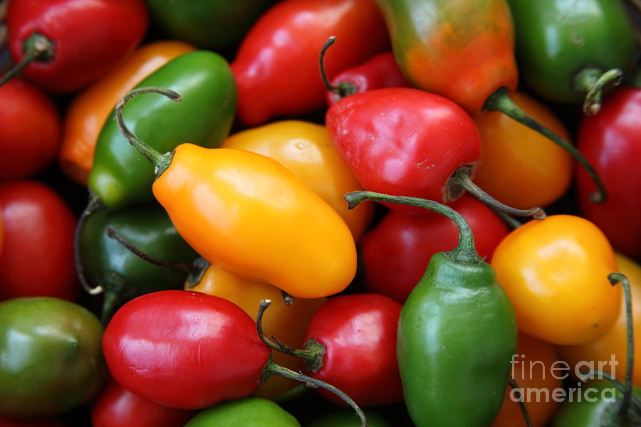 Rocoto Chili Peppers Photograph by James Brunker