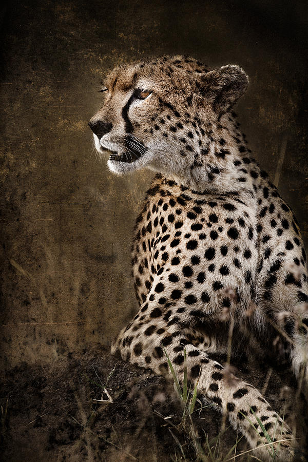 Chill Cheetah Photograph by Mike Gaudaur