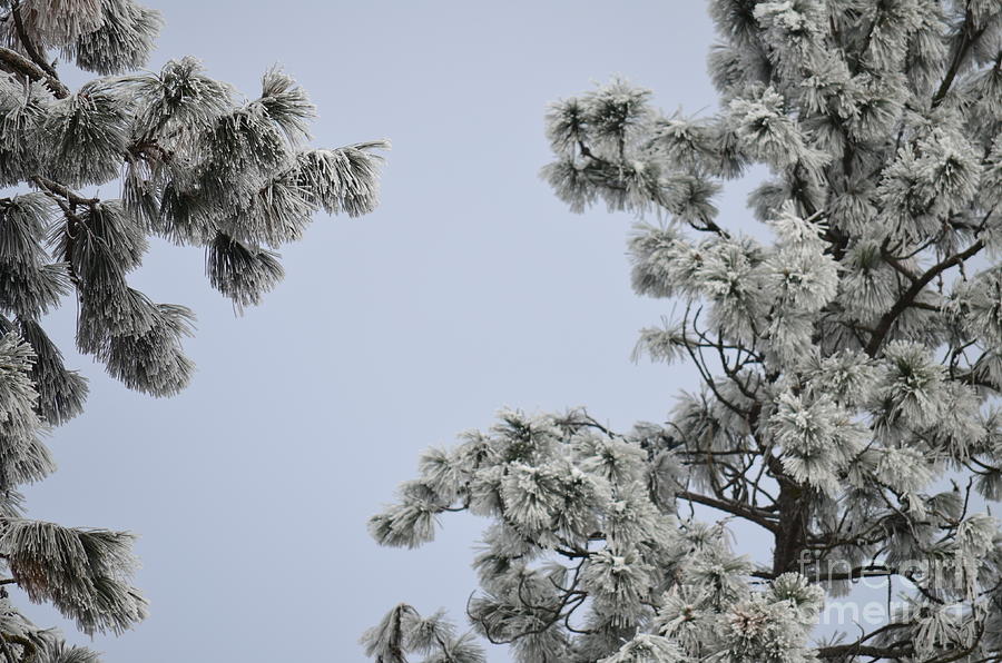 Still Life Photograph - Chill Tree by Greg Patzer