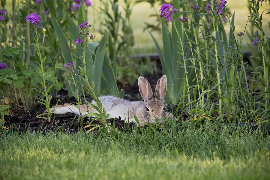 Chillaxin - Wild Bunny - Casper Wyoming Photograph by Diane Mintle