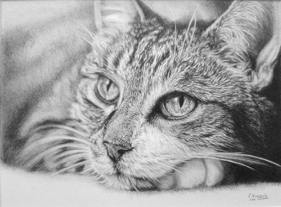 Chilled Drawing by Frances Vincent