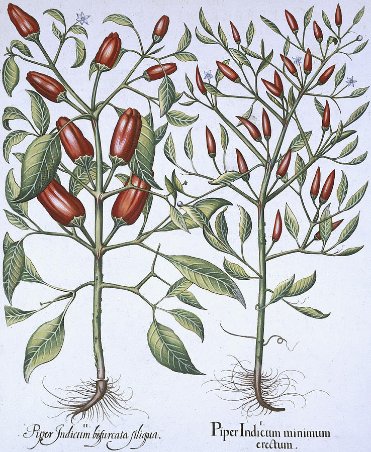 Flower Drawing - Chilli Pepper Plants by German School