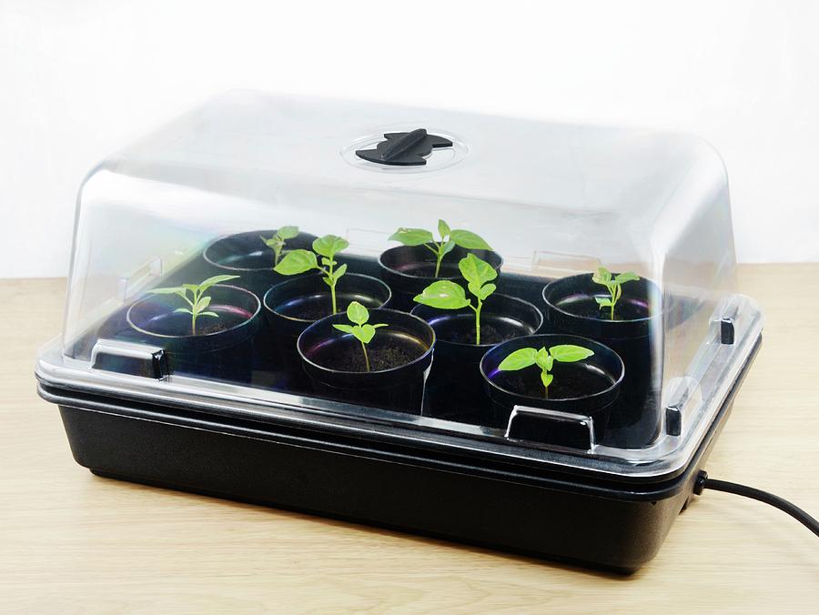 Chilli Plant Seedling Propagation Photograph by Cordelia Molloy - Fine ...