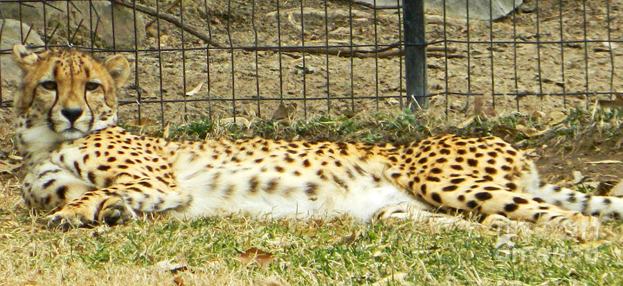 Chillin Cheetah Photograph by Emmy Vickers