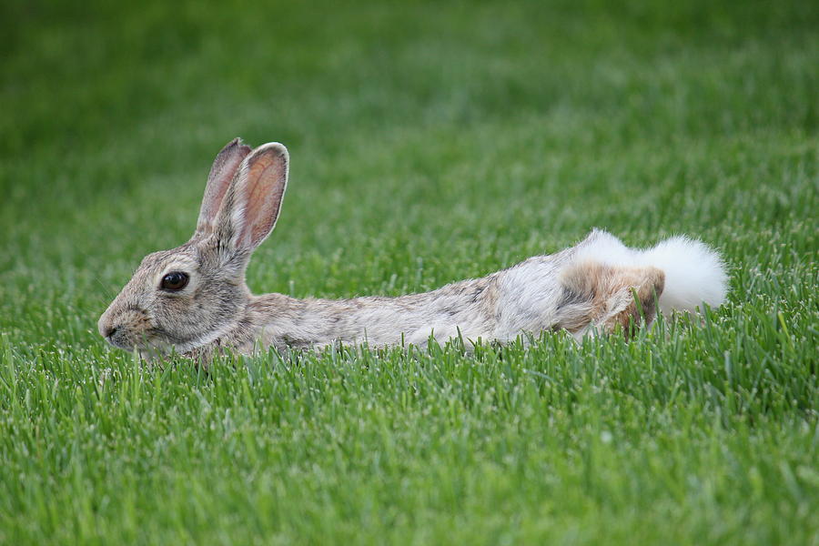 Rabbit Photograph - Chillin In The Shade by Trent Mallett