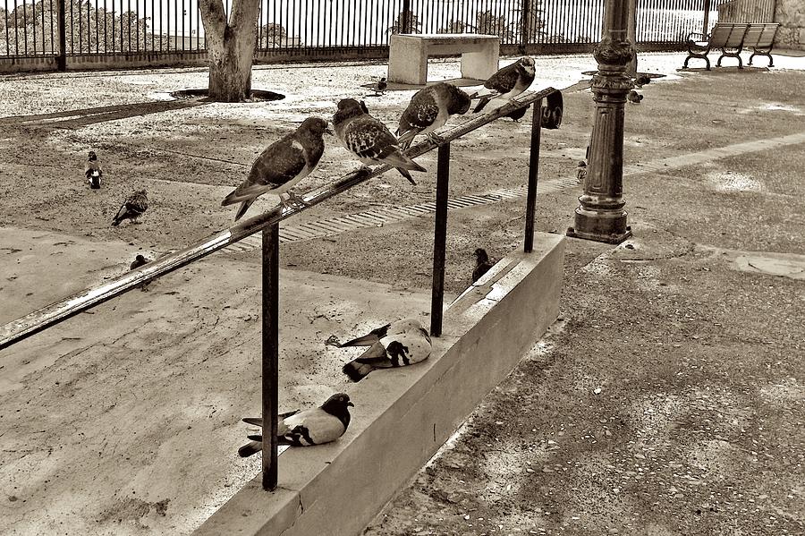 Chillin Pigeons Photograph by Ricardo J Ruiz de Porras