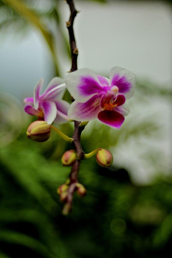 Orchid Photograph - Chilling in the Air by Carol Montoya