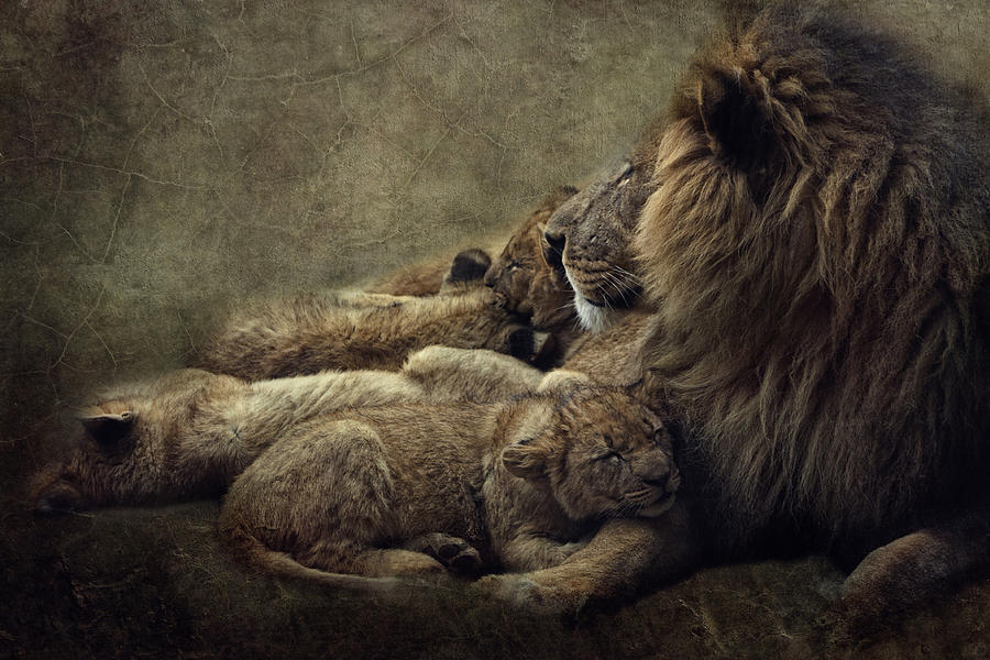 Wildlife Photograph - Chilling With Daddy by Claudia Moeckel