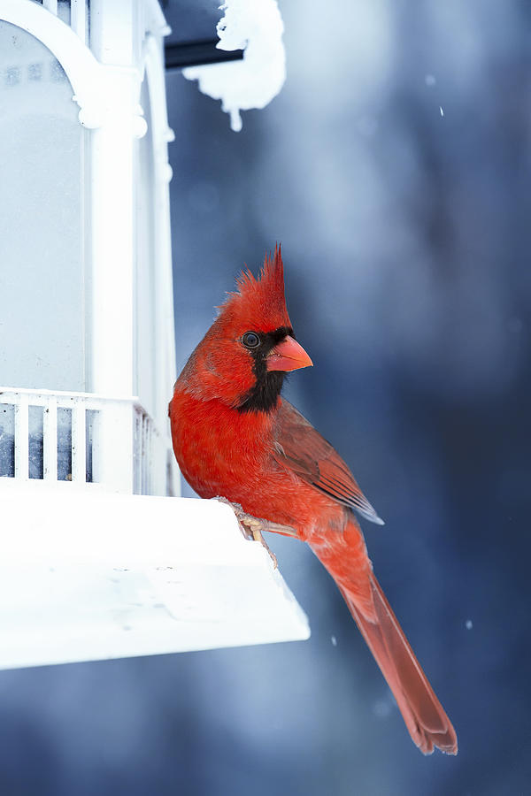 Chilly Cardinal Blues Photograph by Bill and Linda Tiepelman