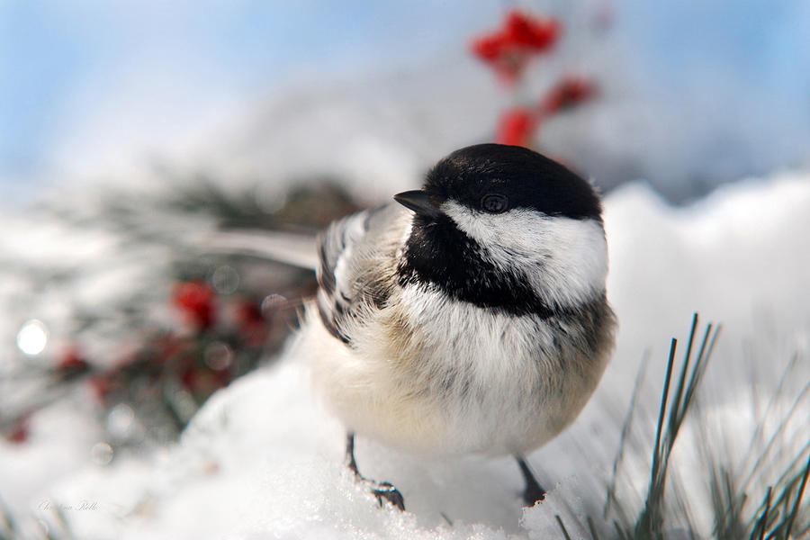 Chilly Chickadee Photograph by Christina Rollo