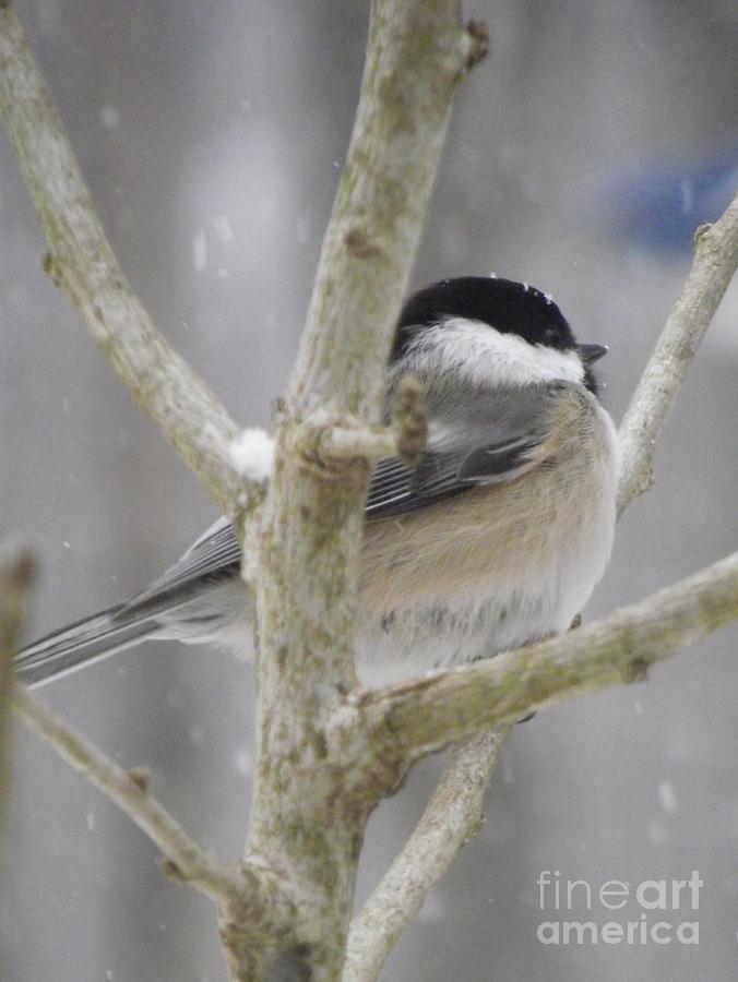 Chilly Chickadee Photograph by Michelle Welles