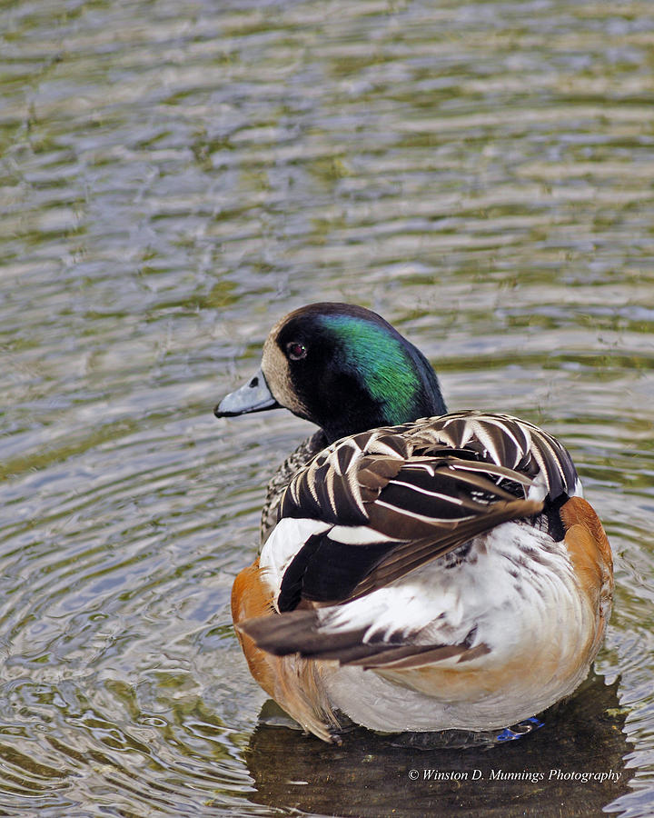 Chiloe Wigeon Photograph by Winston D Munnings