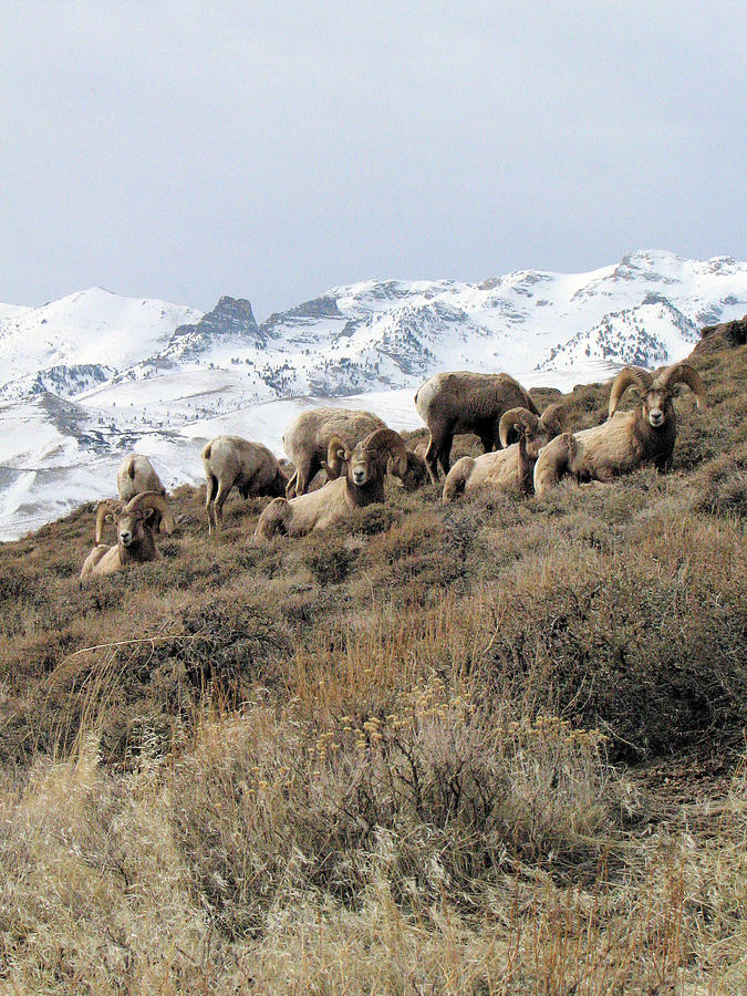 Chimney Rock Rams Photograph by Darcy Tate